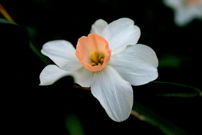 Close-up of flower blooming outdoors