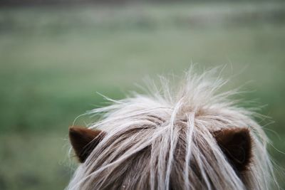 Cropped image of pony mane