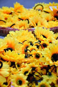 Close-up of bee on yellow flowers