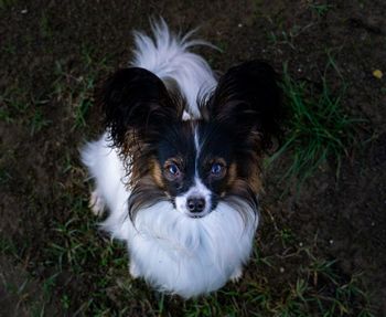 High angle view of puppy on field