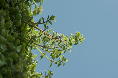 Low angle view of tree against clear sky