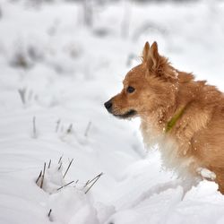 Dog on snow covered land