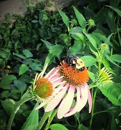 Close-up of butterfly pollinating flower