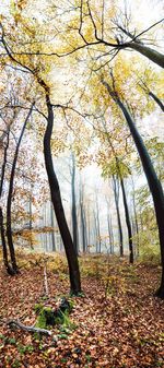 Trees growing in forest during autumn