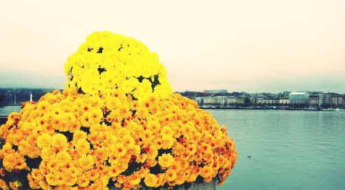 Close-up of yellow flowers in water