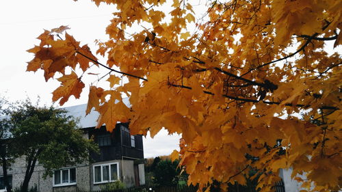 Low angle view of maple tree