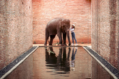 View of elephant standing in water