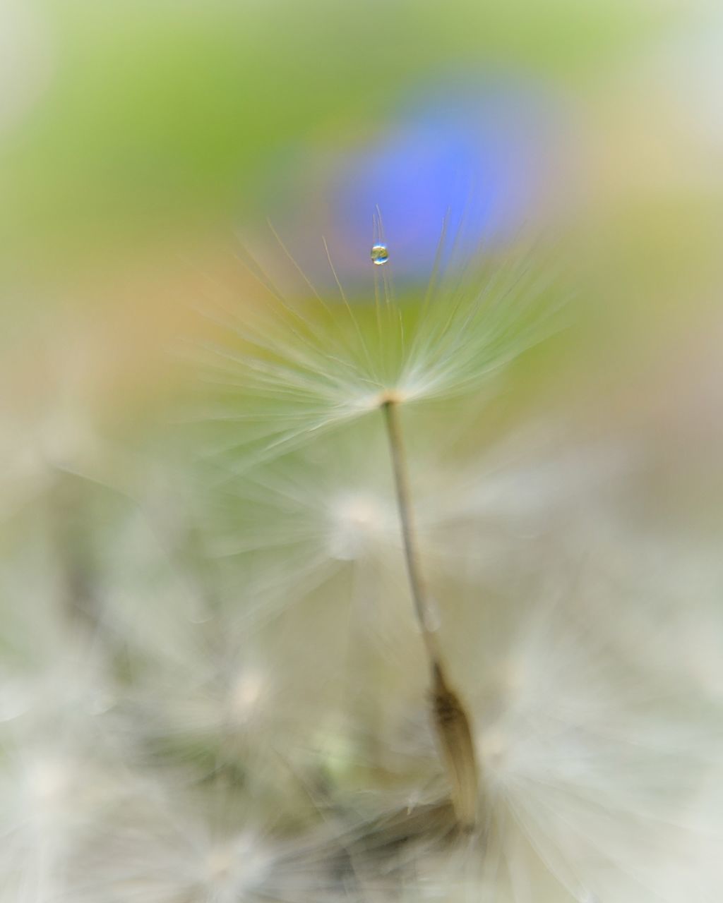 CLOSE-UP OF DANDELION FLOWER