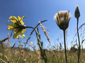 Close-up of flowering plants on field against blue sky