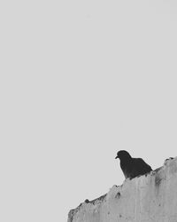 Bird on a wall