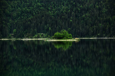 Scenic view of lake by trees in forest