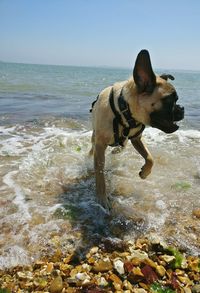 Dog on beach by sea against sky