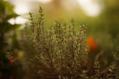 Close-up of flowering plant on field