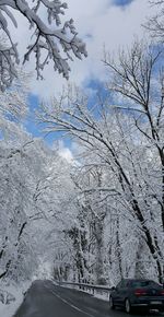 Close-up of snow on tree against sky