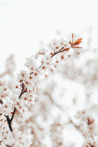 Close-up of white cherry blossom tree