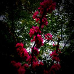 Pink flowers blooming on tree