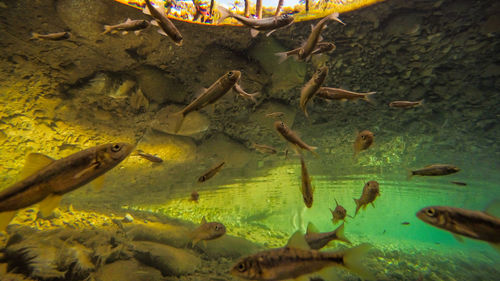 Fish swimming in sea