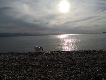 Seagull on beach against sky