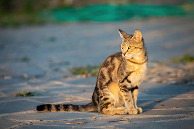 View of a cat looking away
