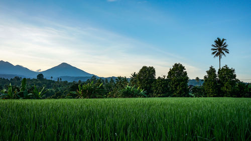 Scenic view of rice field against sky