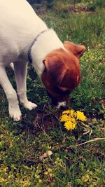 Dog standing on grassy field