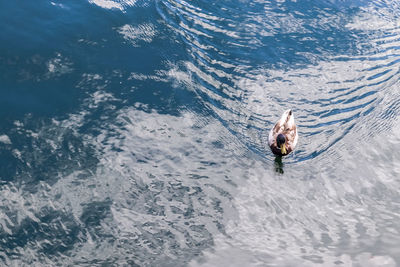 Beautiful duck couple swimming in the water at a coast in germany