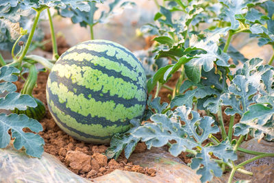 Close-up of fruits growing on plant