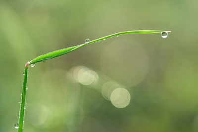 Close-up of wet plant