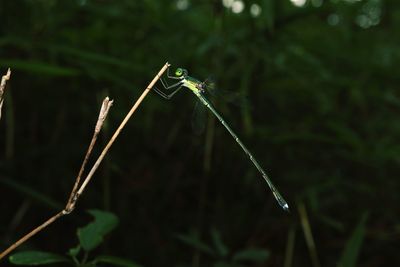 Close-up of plant growing on field