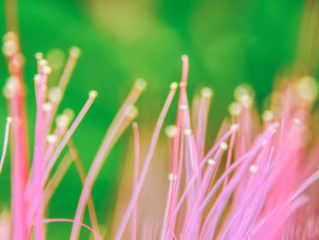 Close-up of plants growing on field