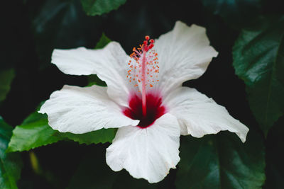 Close-up of red hibiscus flower