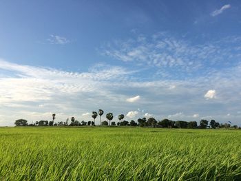 Scenic view of agricultural field against sky