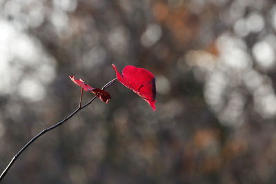 Close-up of red  leaf on twig