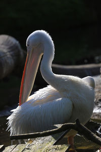 Close-up of pelican smoothing it's feathers