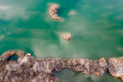 High angle view of turtle swimming in sea