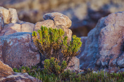 Close-up of plants growing on rock