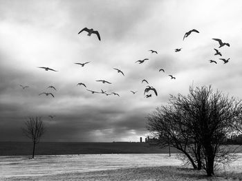 Flock of birds flying in the sky