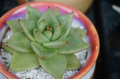 Close-up of succulent plant