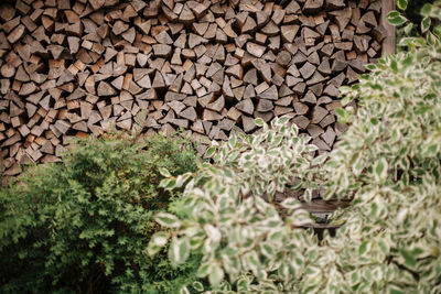 Stack of logs in forest