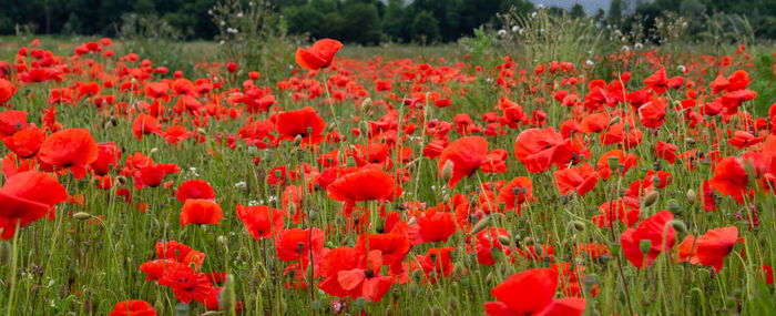 Poppy field with red flowers on a green background remembrance flanders field