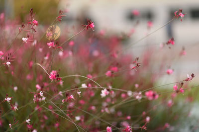 Close-up of pink flowering plants on field