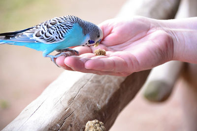 Close-up of hand holding bird perching on wood