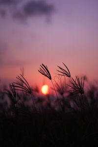 Close-up of wheat growing on field against sky during sunset