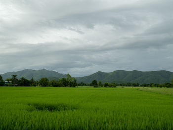 Scenic view of agricultural field against sky