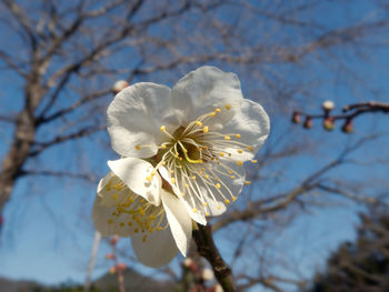 Close-up of white cherry blossom