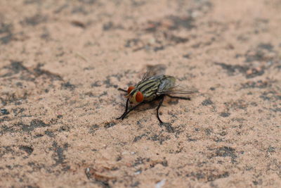 Close-up of fly on land