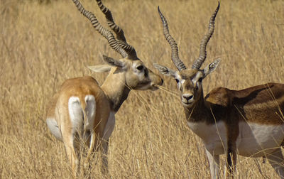 Deer in a field