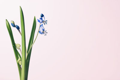 Close-up of flowers against white background