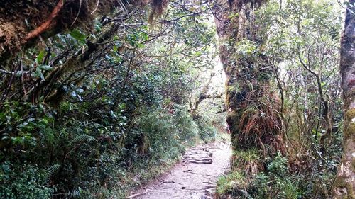 Footpath in forest