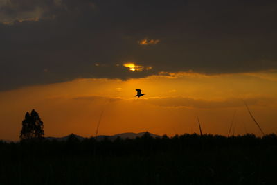 Silhouette of a sunset